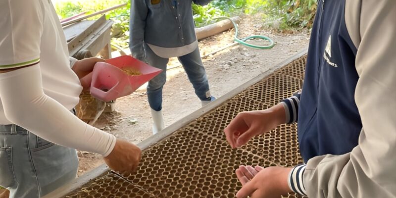 Placing seeds in special trays