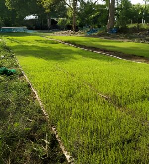 Preparación del trabajador agrícola y trasplantar orgánicos cubios