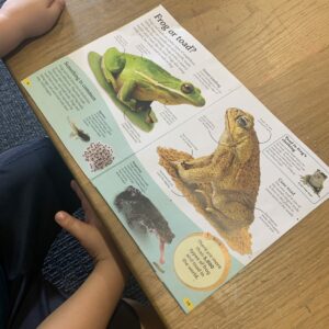 Answering our question about frogs vs toads