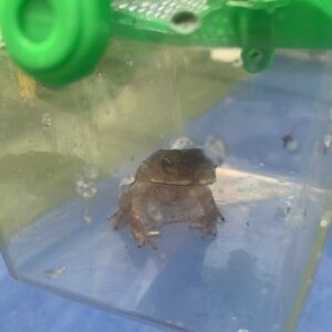 Herbert the Frog
